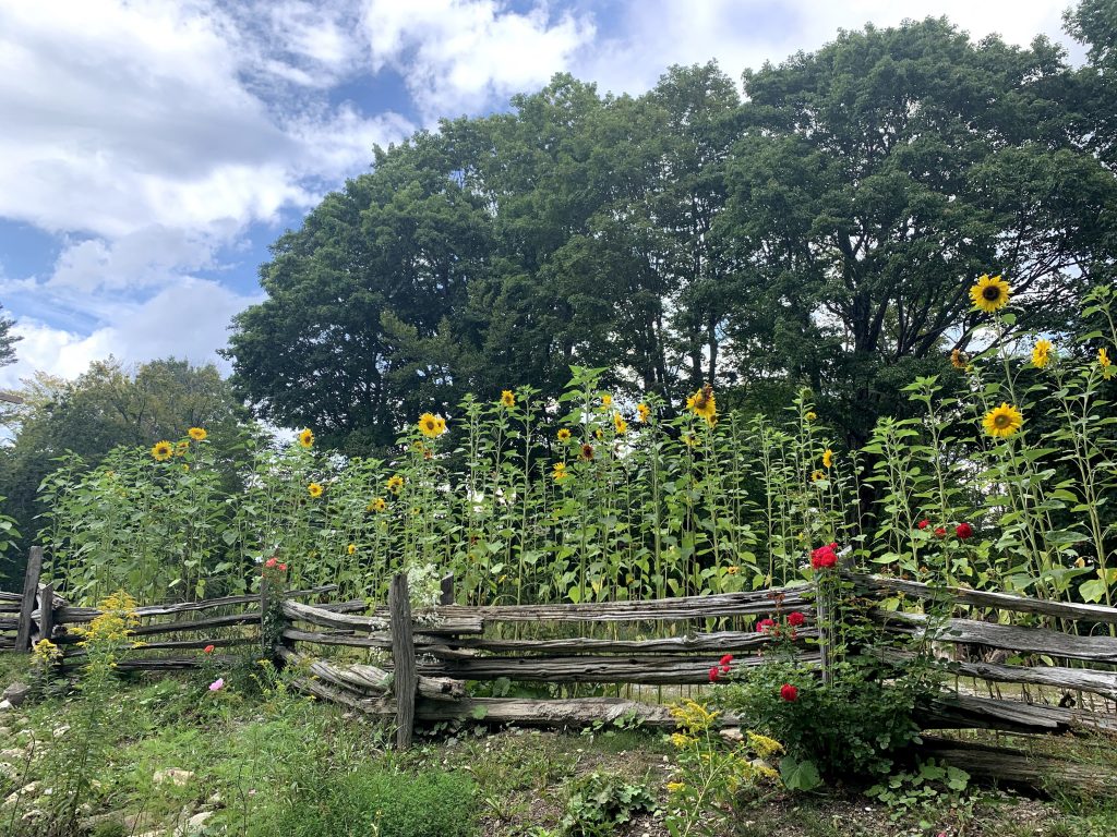 Sunflowers in the Backyard
